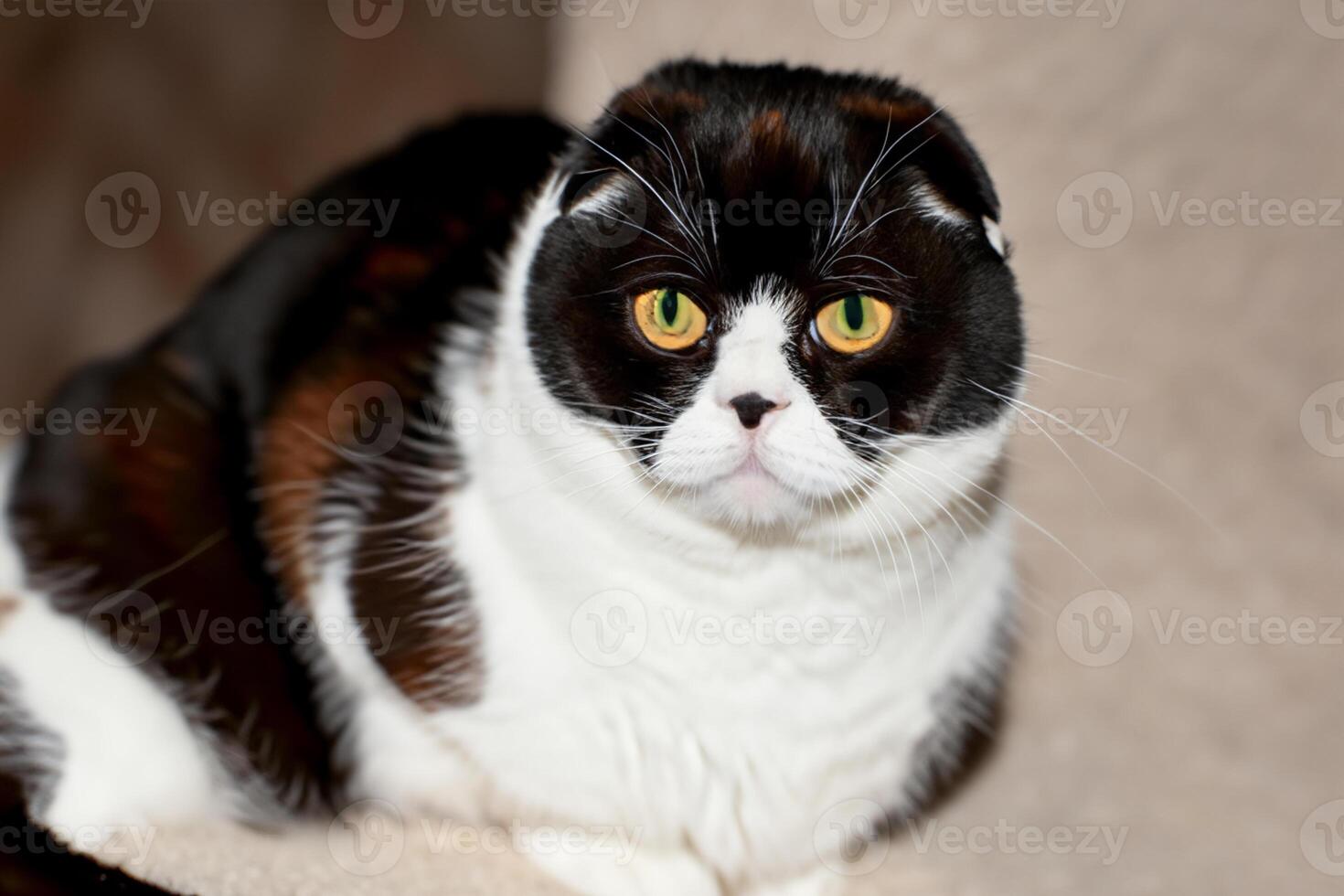 Exploring the Allure of a Beautiful Scottish Fold Cat, where Whiskered Elegance and Playful Charm Unite in a Mesmerizing Portrait of Cuddly Delight photo