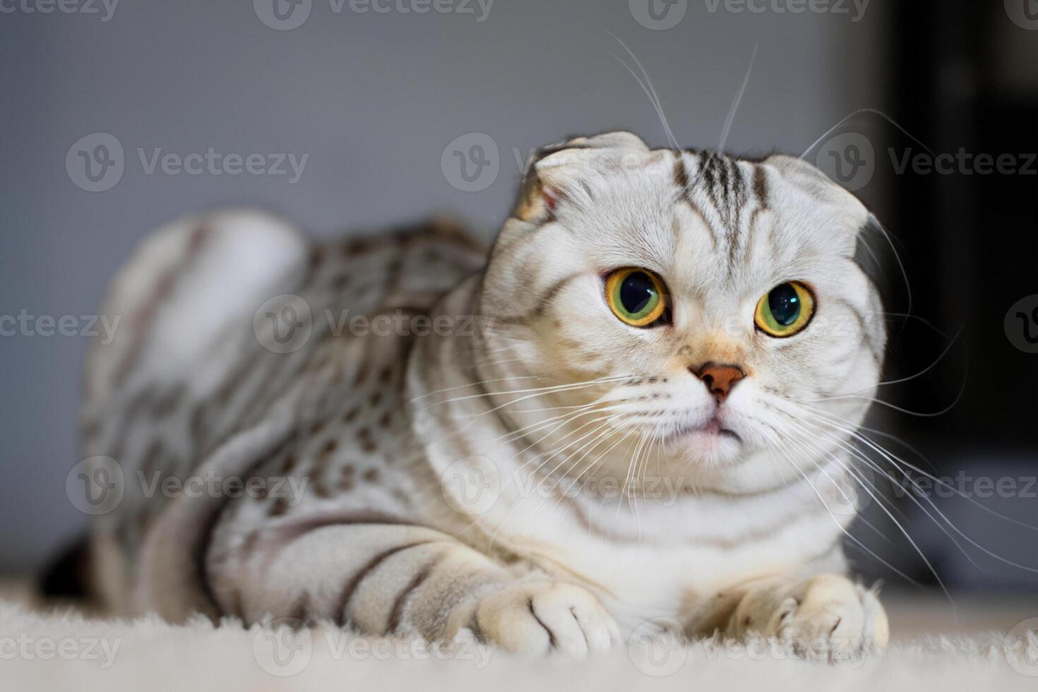Exploring the Allure of a Beautiful Scottish Fold Cat, where Whiskered Elegance and Playful Charm Unite in a Mesmerizing Portrait of Cuddly Delight photo