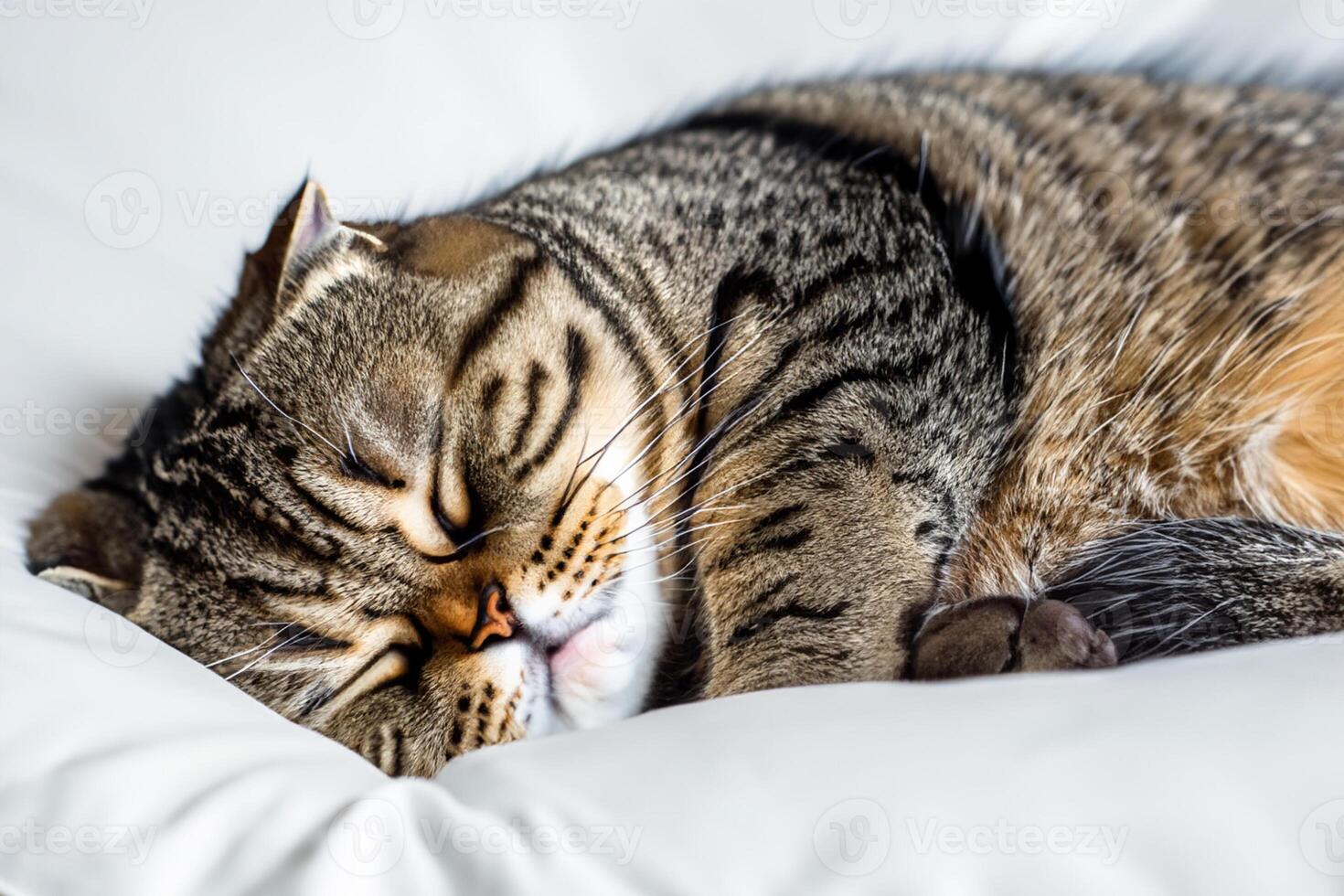 Embracing the Beauty of a Beautiful Cute Whiskered Charm Scottish Fold, Where Playful Elegance and Endearing Whiskers Combine in a Captivating Portrait of Feline Delight, Bringing Joy to Every Heart photo