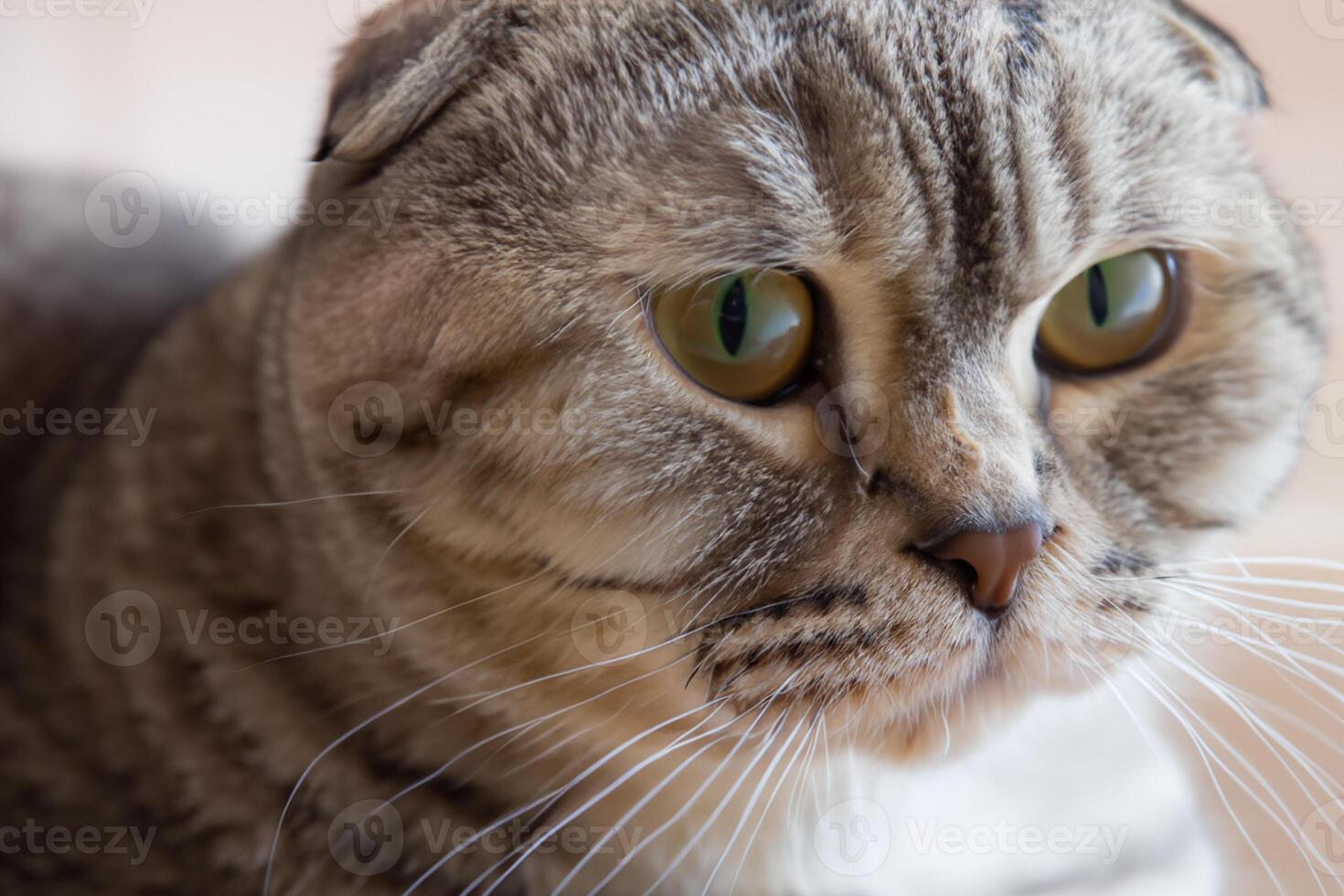 Exploring the Allure of a Beautiful Scottish Fold Cat, where Whiskered Elegance and Playful Charm Unite in a Mesmerizing Portrait of Cuddly Delight photo