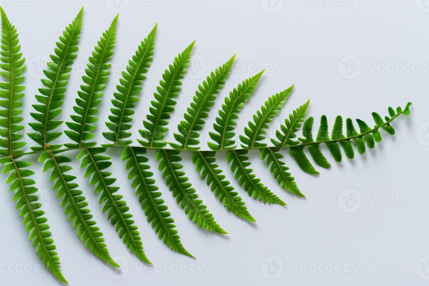 Embarking on a Journey Through the Intricate Beauty of Beautiful Fern Leaves, as Lush Green Fronds Unfold in Nature's Dance, Creating an Exquisite Tapestry of Botanical Elegance and Timeless Grace photo