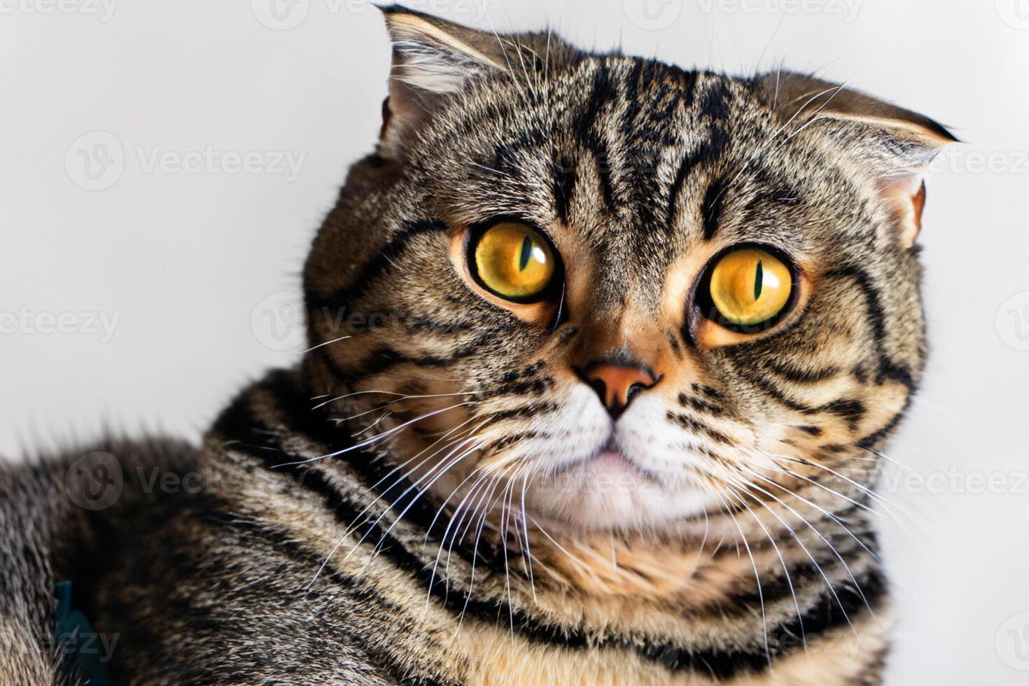 Exploring the Allure of a Beautiful Scottish Fold Cat, where Whiskered Elegance and Playful Charm Unite in a Mesmerizing Portrait of Cuddly Delight photo