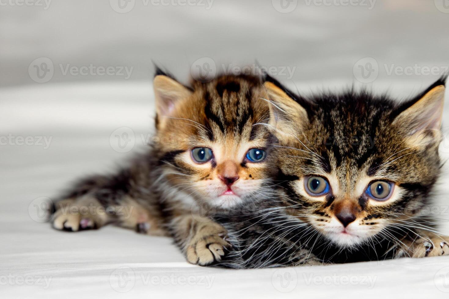 Exploring the Allure of a Beautiful Scottish Fold Cat, where Whiskered Elegance and Playful Charm Unite in a Mesmerizing Portrait of Cuddly Delight photo