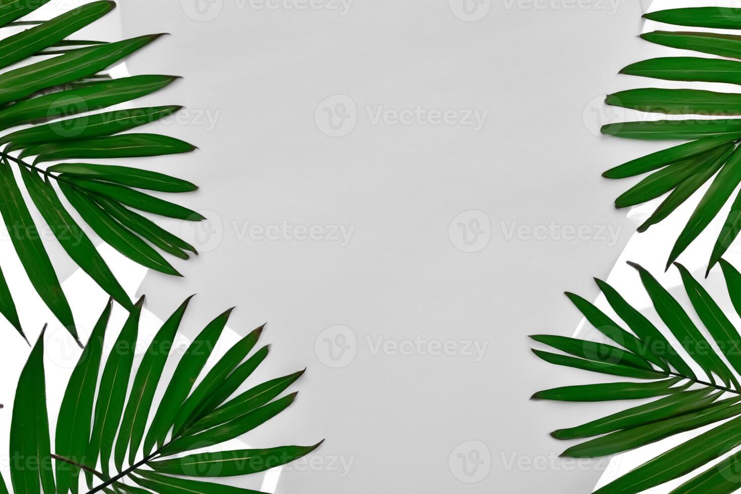 Reveling in the Tropical Splendor of Beautiful Palm Leaves, Where Sun-Kissed Fronds Sway in Nature's Rhythm, Crafting a Breathtaking Tapestry of Exotic Elegance and Endless Tranquility photo