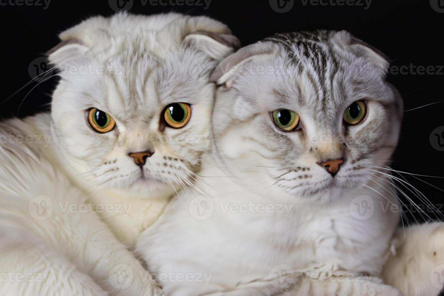 Embracing the Beauty of a Beautiful Cute Whiskered Charm Scottish Fold, Where Playful Elegance and Endearing Whiskers Combine in a Captivating Portrait of Feline Delight, Bringing Joy to Every Heart photo