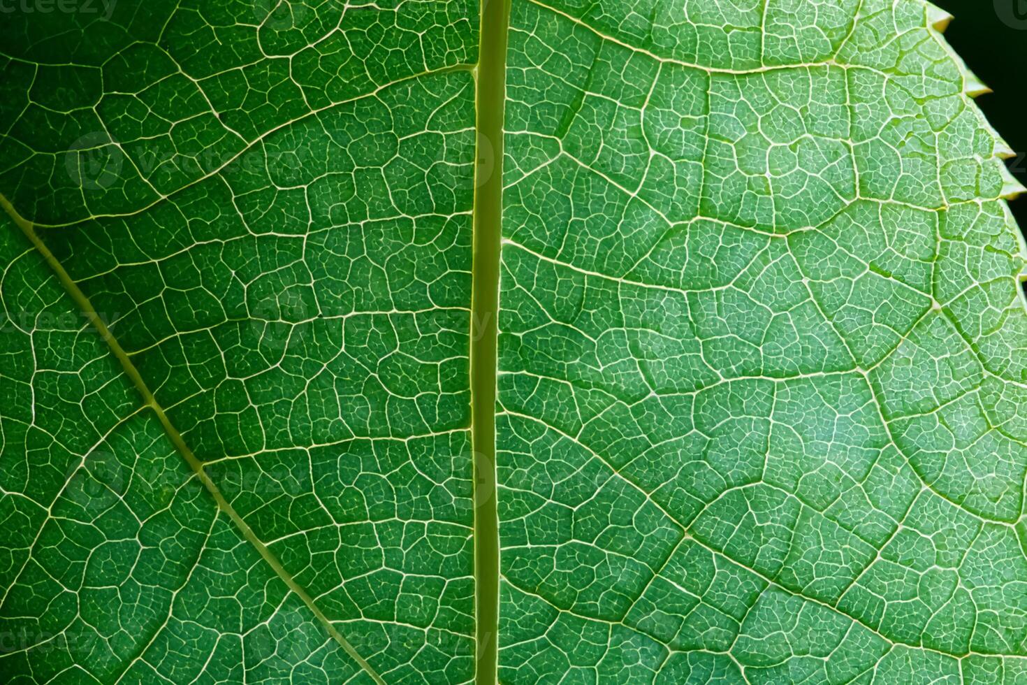 Exploring the Sublime Beauty of a Beautiful Macro Leaf, Where Intricate Veins and Vivid Textures Unfold, Creating an Enchanting Microcosm of Nature's Delicate Artistry photo