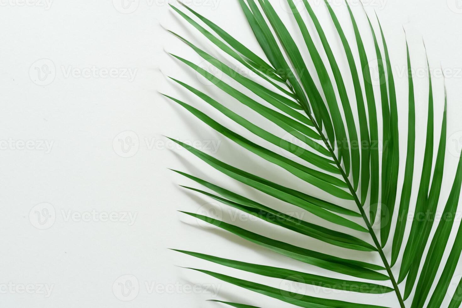 Reveling in the Tropical Splendor of Beautiful Palm Leaves, Where Sun-Kissed Fronds Sway in Nature's Rhythm, Crafting a Breathtaking Tapestry of Exotic Elegance and Endless Tranquility photo