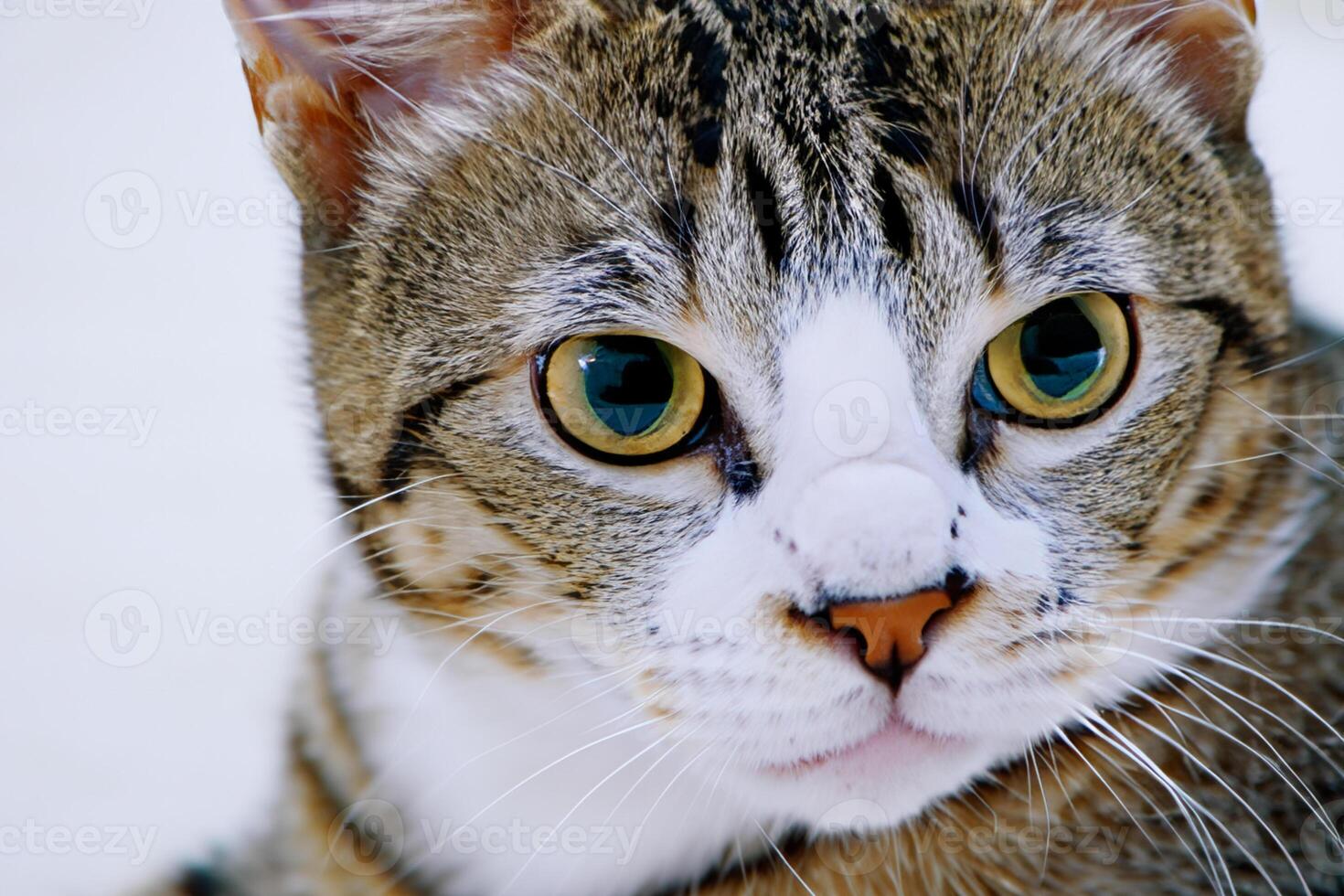 Exploring the Allure of a Beautiful Scottish Fold Cat, where Whiskered Elegance and Playful Charm Unite in a Mesmerizing Portrait of Cuddly Delight photo