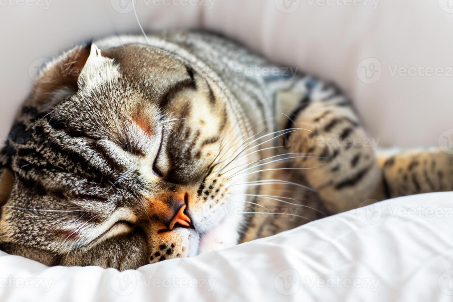 Embracing the Beauty of a Beautiful Cute Whiskered Charm Scottish Fold, Where Playful Elegance and Endearing Whiskers Combine in a Captivating Portrait of Feline Delight, Bringing Joy to Every Heart photo