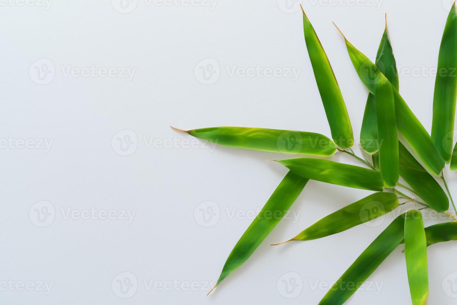 Embracing the Allure of Beautiful Bamboo Leaves, where Graceful Green Blades Dance in Harmonious Symphony, Creating a Tranquil Oasis of Nature's Poise and Timeless Beauty photo