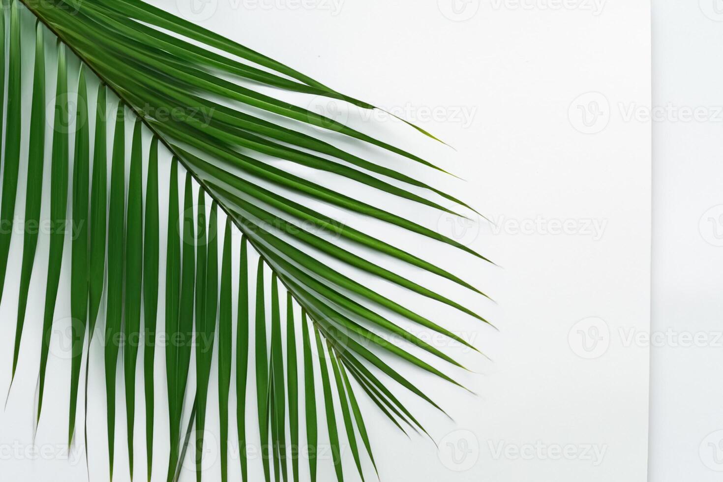 Reveling in the Tropical Splendor of Beautiful Palm Leaves, Where Sun-Kissed Fronds Sway in Nature's Rhythm, Crafting a Breathtaking Tapestry of Exotic Elegance and Endless Tranquility photo
