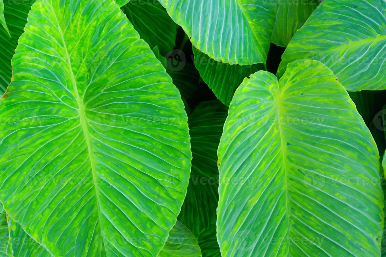 un cautivador vislumbrar dentro el belleza de de la naturaleza hojas, dónde cada vena dice un historia de vida, creando un tranquilo lona de botánico esplendor y verde elegancia foto