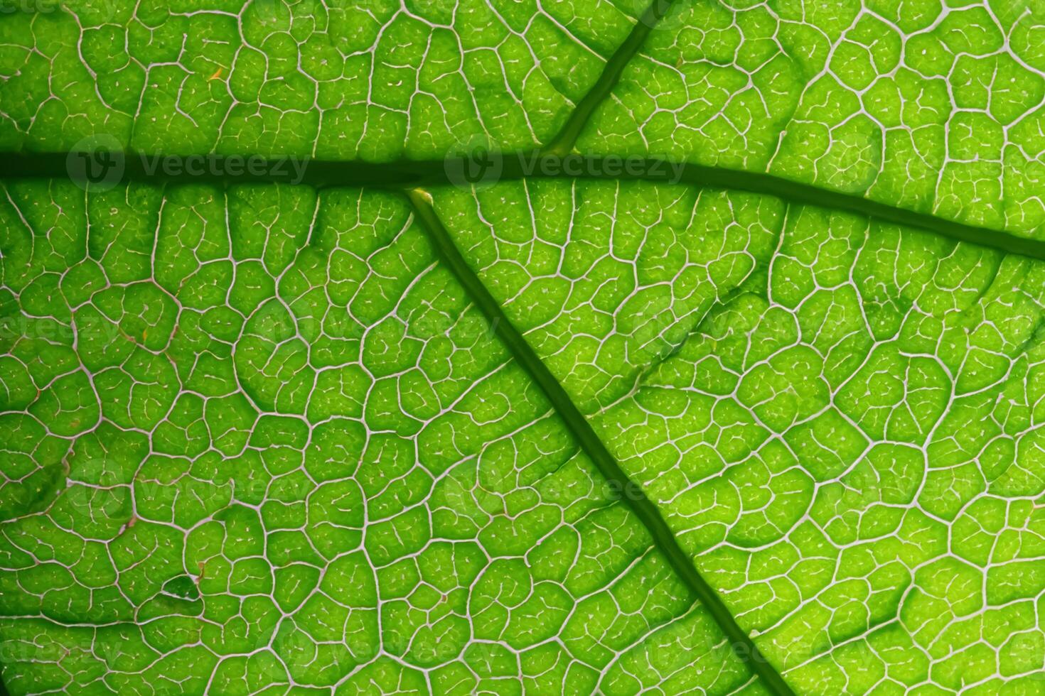 Unveiling Nature's Splendor in Every Delicate Vein, a Kaleidoscope of Beauty Adorns this Close-Up Elegance, where Greenery Becomes an Intricate Tapestry of Life photo