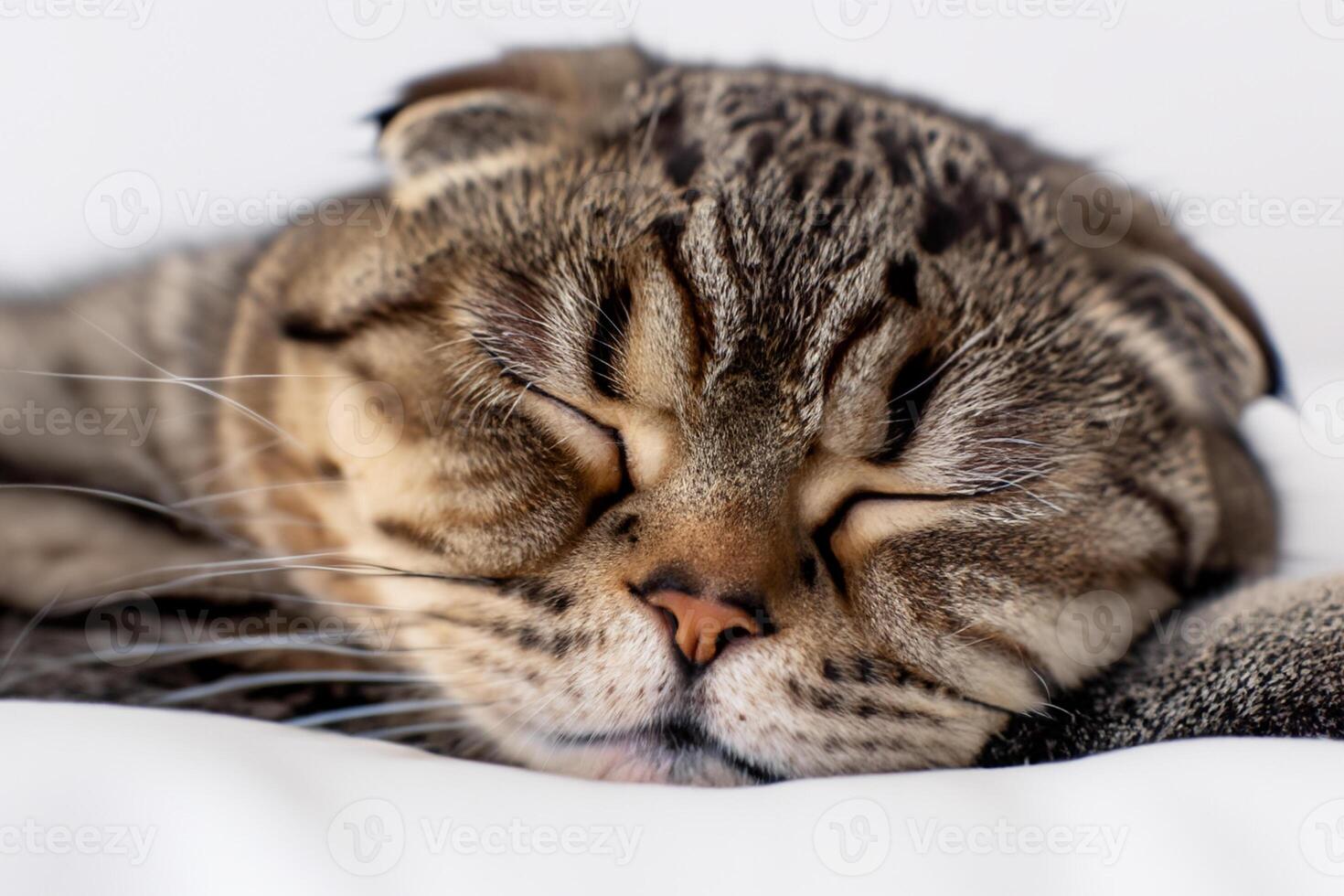 Embracing the Beauty of a Beautiful Cute Whiskered Charm Scottish Fold, Where Playful Elegance and Endearing Whiskers Combine in a Captivating Portrait of Feline Delight, Bringing Joy to Every Heart photo