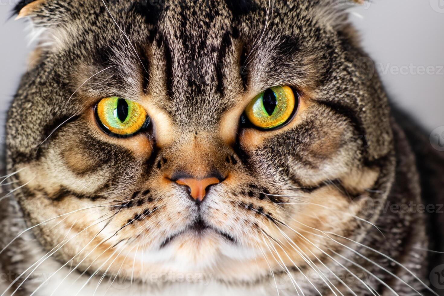 Exploring the Allure of a Beautiful Scottish Fold Cat, where Whiskered Elegance and Playful Charm Unite in a Mesmerizing Portrait of Cuddly Delight photo