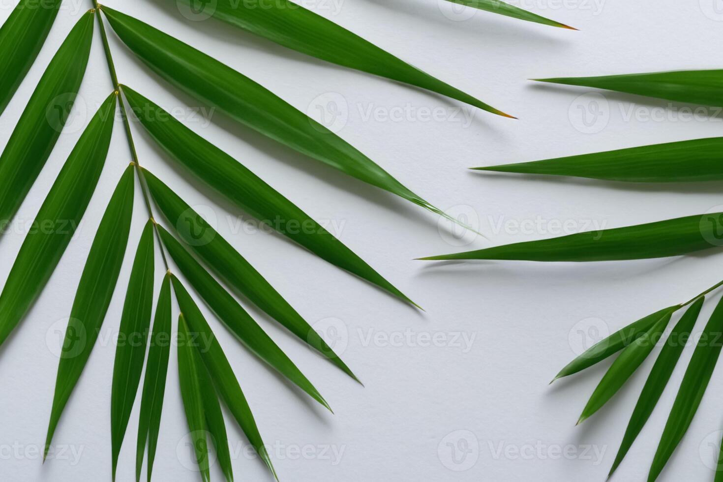 Reveling in the Tropical Splendor of Beautiful Palm Leaves, Where Sun-Kissed Fronds Sway in Nature's Rhythm, Crafting a Breathtaking Tapestry of Exotic Elegance and Endless Tranquility photo