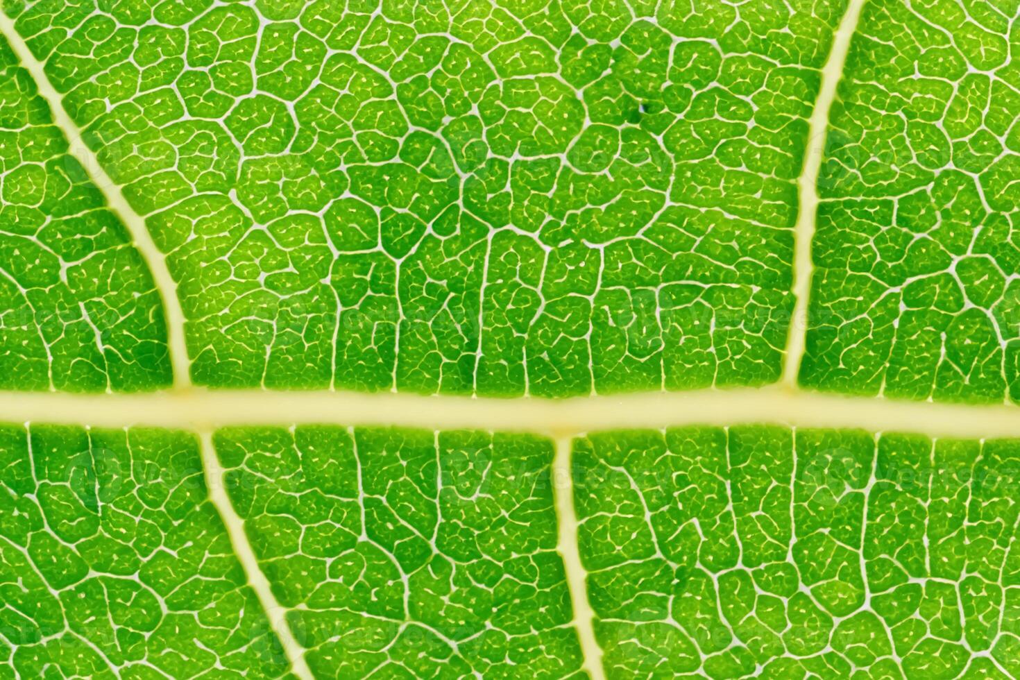 Unveiling Nature's Splendor in Every Delicate Vein, a Kaleidoscope of Beauty Adorns this Close-Up Elegance, where Greenery Becomes an Intricate Tapestry of Life photo