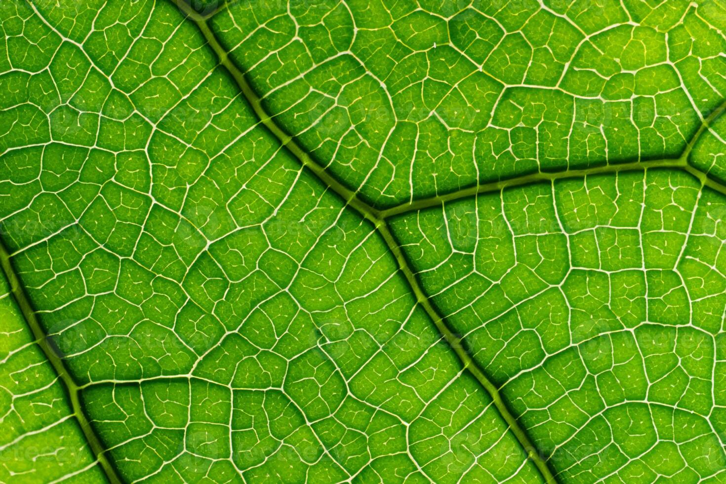 Exploring the Sublime Beauty of a Beautiful Macro Leaf, Where Intricate Veins and Vivid Textures Unfold, Creating an Enchanting Microcosm of Nature's Delicate Artistry photo