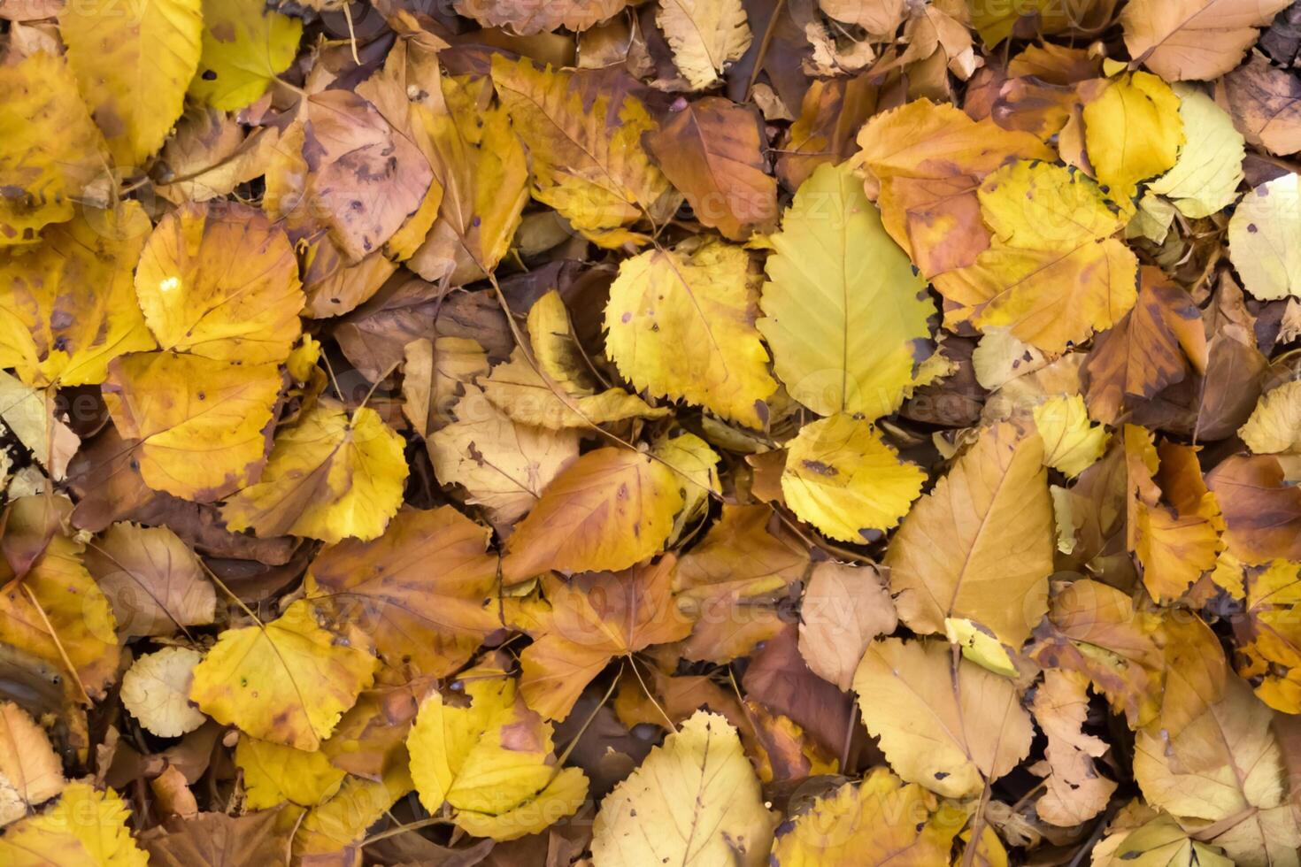 A Captivating Glimpse into the Beauty of Nature's Leaves, Where Each Vein Tells a Story of Life, Creating a Tranquil Canvas of Botanical Splendor and Green Elegance photo