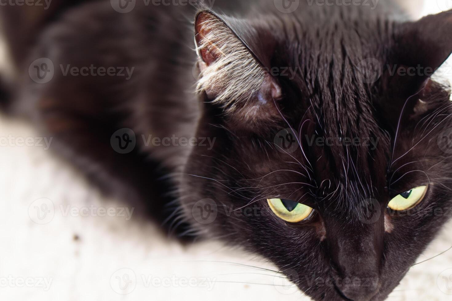 explorador el seducir de un hermosa escocés doblez gato, dónde bigotudo elegancia y juguetón encanto unir en un fascinante retrato de mimoso deleite foto