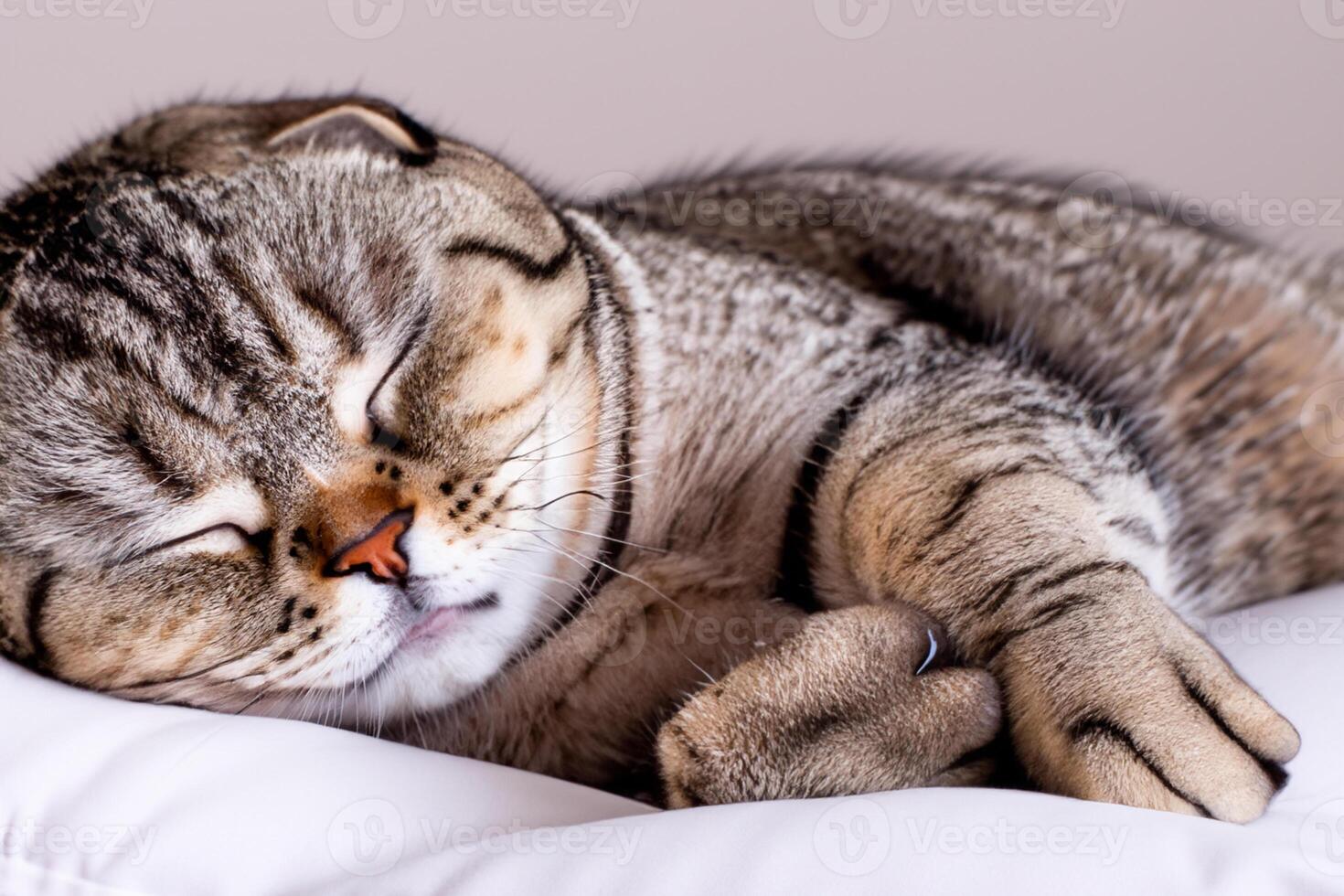 Embracing the Beauty of a Beautiful Cute Whiskered Charm Scottish Fold, Where Playful Elegance and Endearing Whiskers Combine in a Captivating Portrait of Feline Delight, Bringing Joy to Every Heart photo