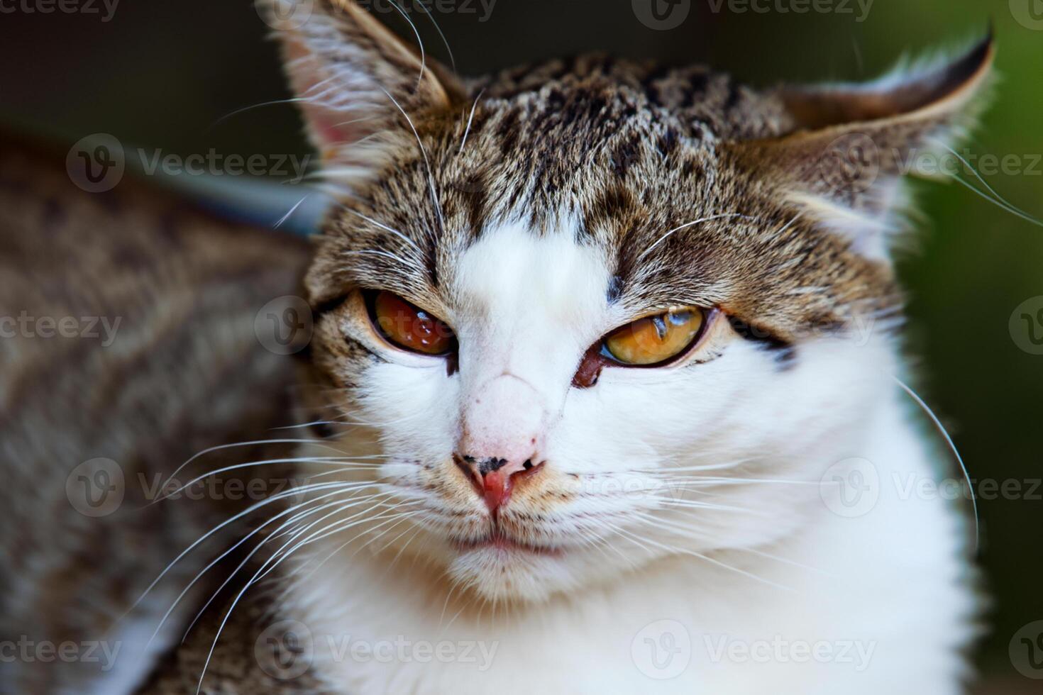 Exploring the Allure of a Beautiful Scottish Fold Cat, where Whiskered Elegance and Playful Charm Unite in a Mesmerizing Portrait of Cuddly Delight photo