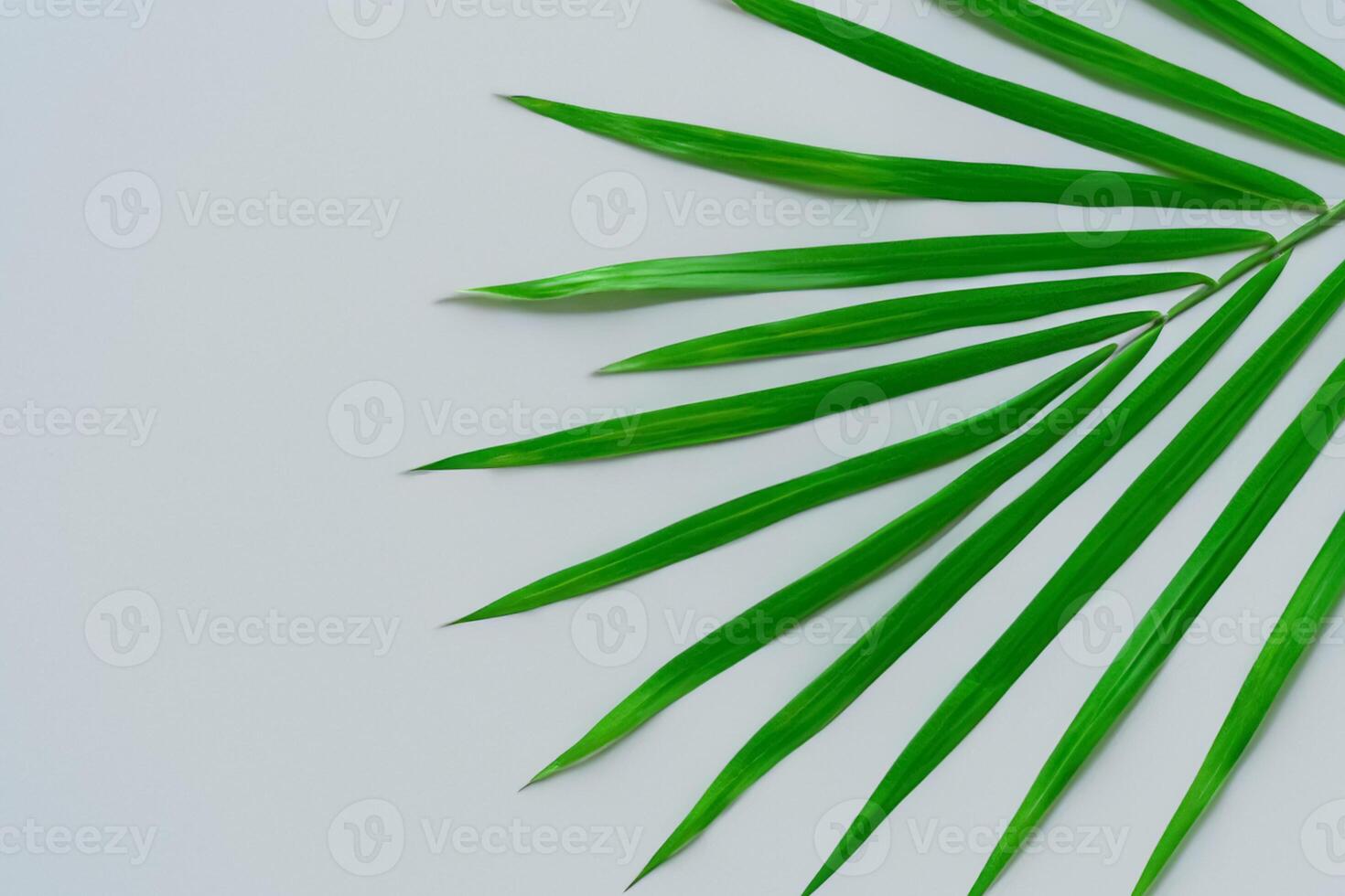 Reveling in the Tropical Splendor of Beautiful Palm Leaves, Where Sun-Kissed Fronds Sway in Nature's Rhythm, Crafting a Breathtaking Tapestry of Exotic Elegance and Endless Tranquility photo