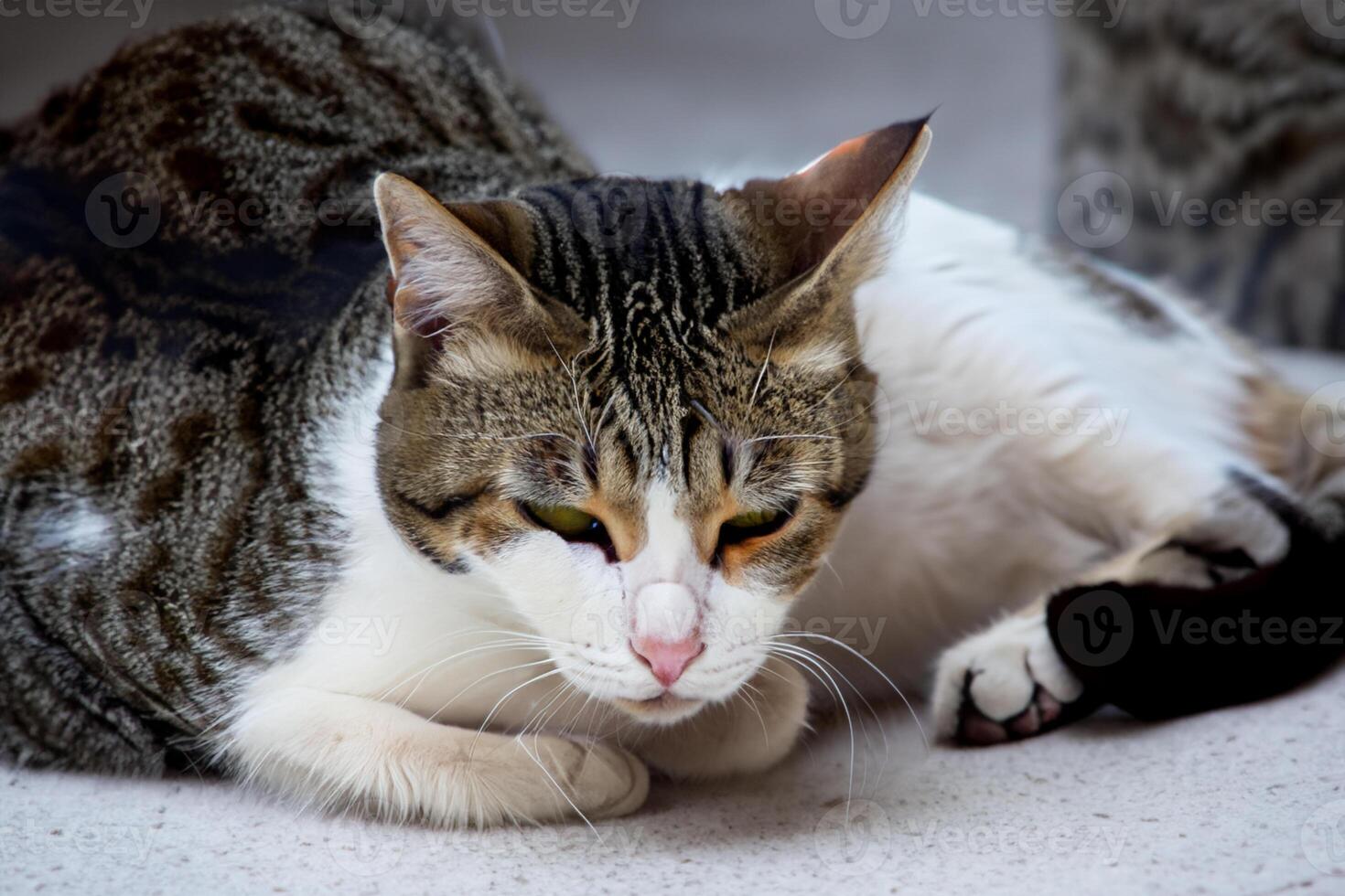 Exploring the Allure of a Beautiful Scottish Fold Cat, where Whiskered Elegance and Playful Charm Unite in a Mesmerizing Portrait of Cuddly Delight photo