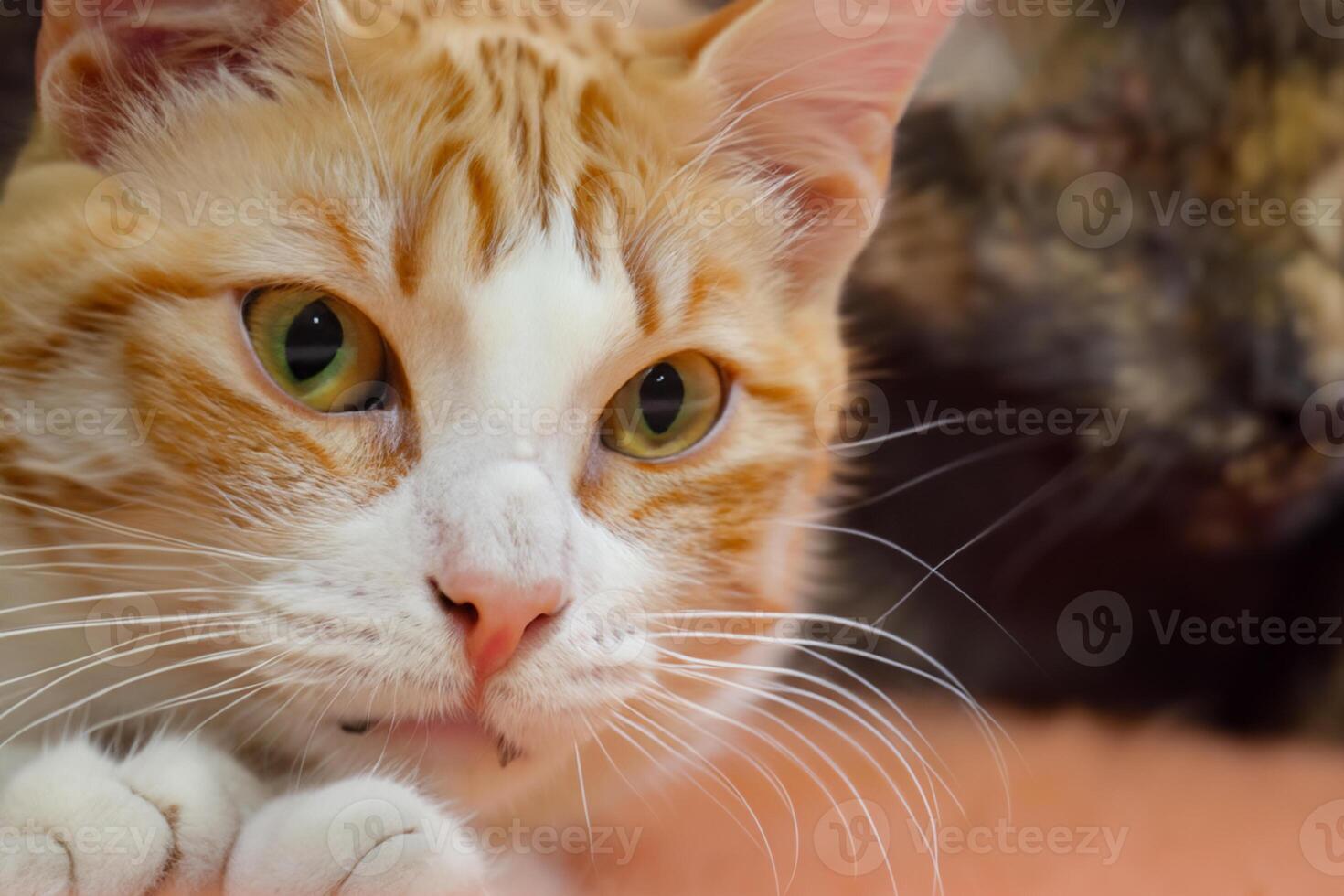 Exploring the Allure of a Beautiful Scottish Fold Cat, where Whiskered Elegance and Playful Charm Unite in a Mesmerizing Portrait of Cuddly Delight photo