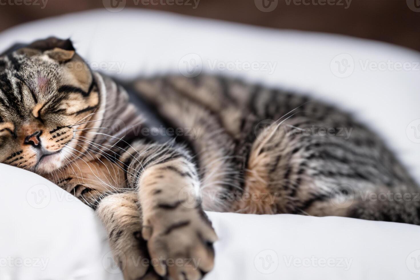 Embracing the Beauty of a Beautiful Cute Whiskered Charm Scottish Fold, Where Playful Elegance and Endearing Whiskers Combine in a Captivating Portrait of Feline Delight, Bringing Joy to Every Heart photo