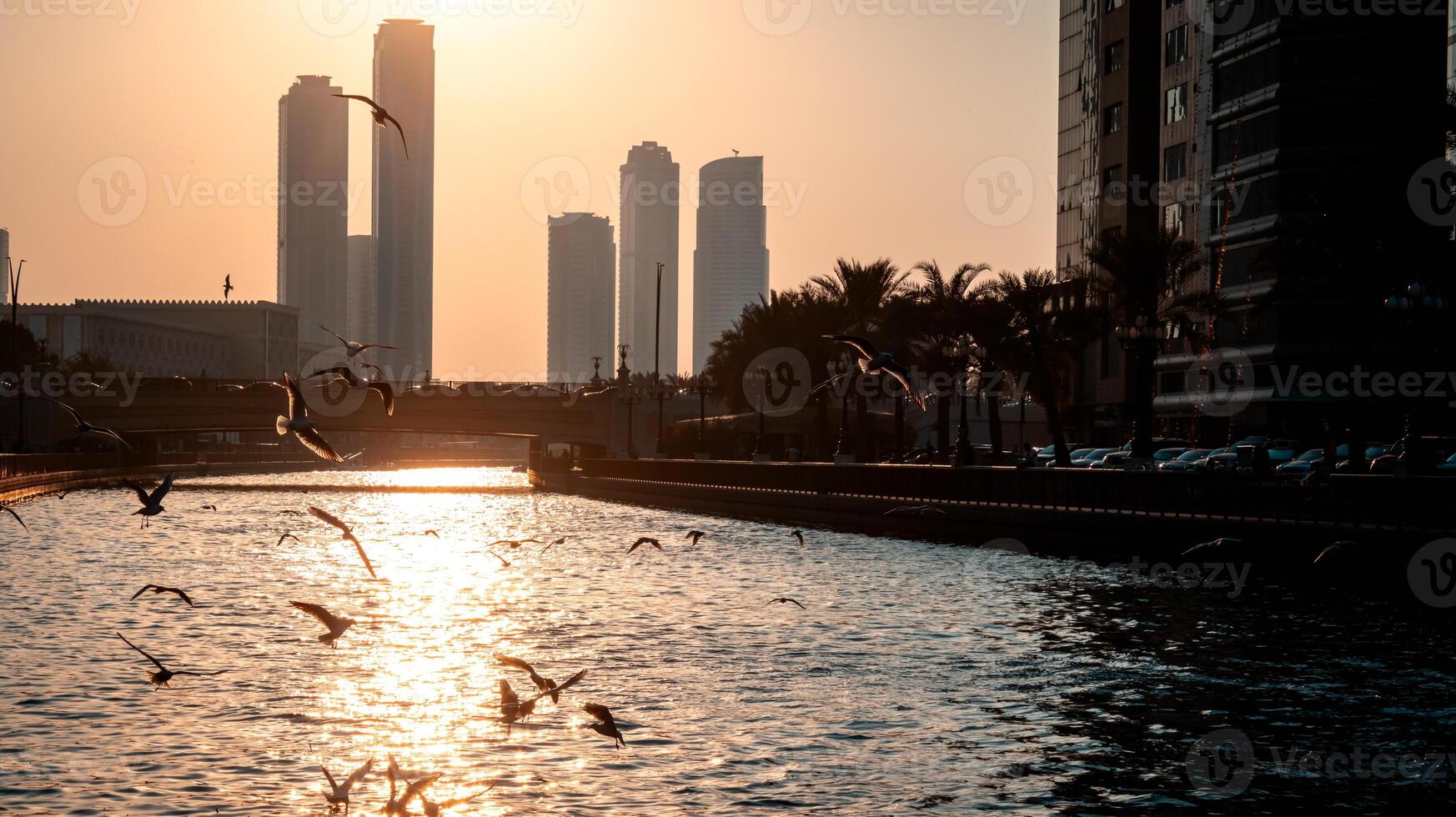 Seagulls in the city photo