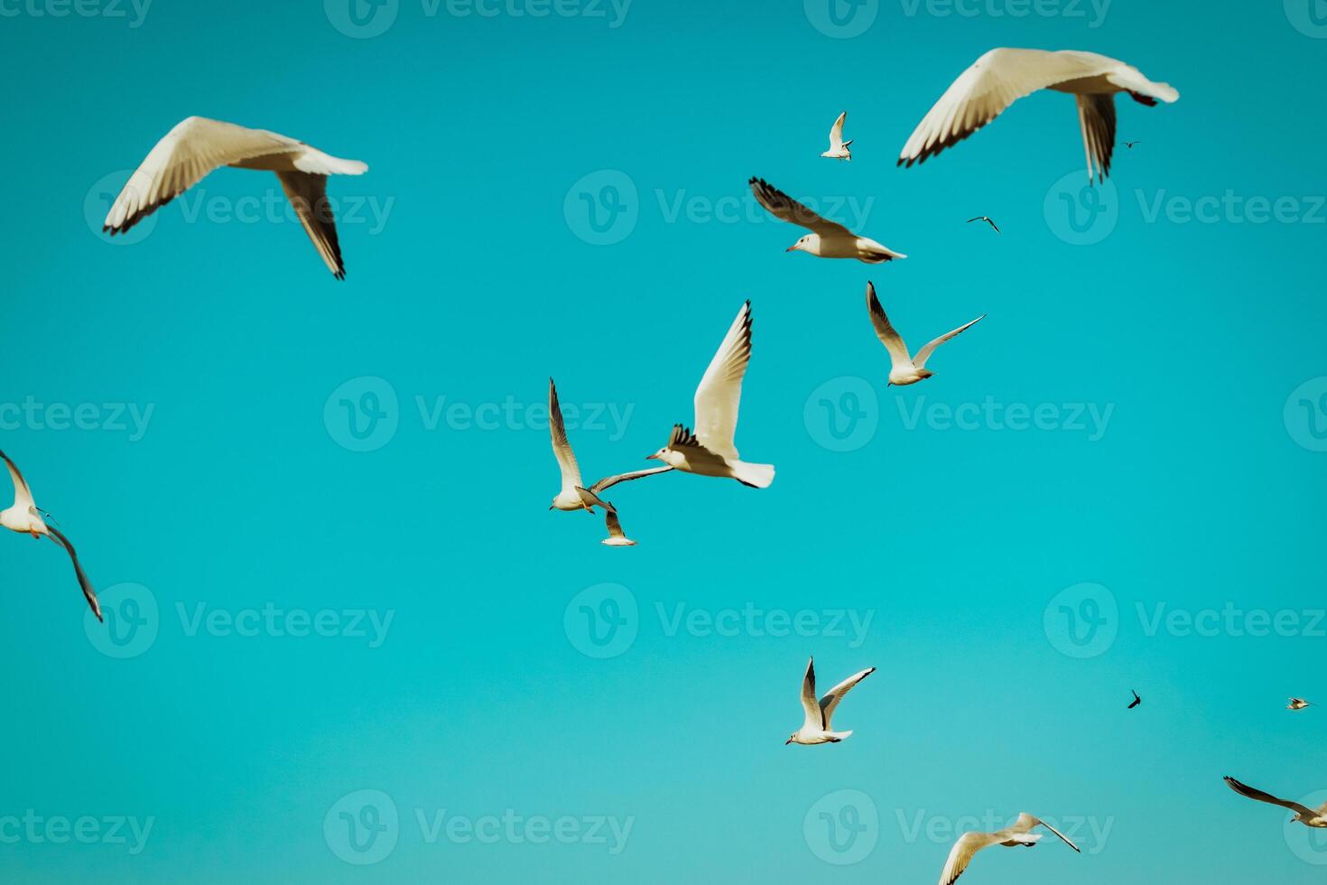 gaviotas en el ciudad foto