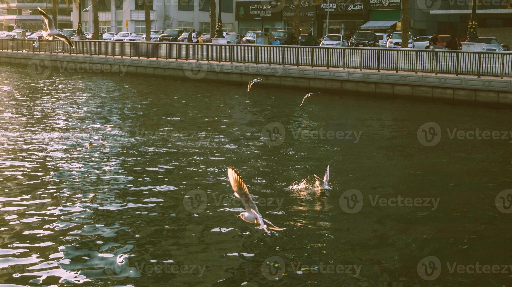 Sharjah ciudad, ver de el moderno ciudad, gaviotas en el ciudad foto