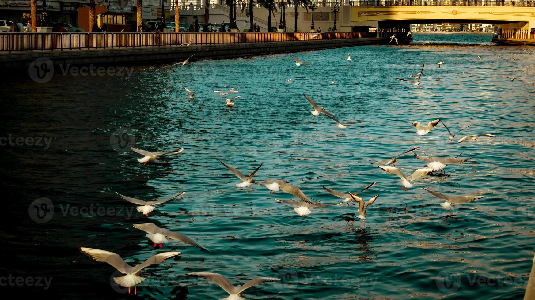 Seagulls in the city photo