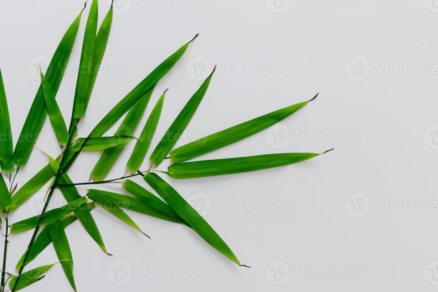 Embracing the Allure of Beautiful Bamboo Leaves, where Graceful Green Blades Dance in Harmonious Symphony, Creating a Tranquil Oasis of Nature's Poise and Timeless Beauty photo