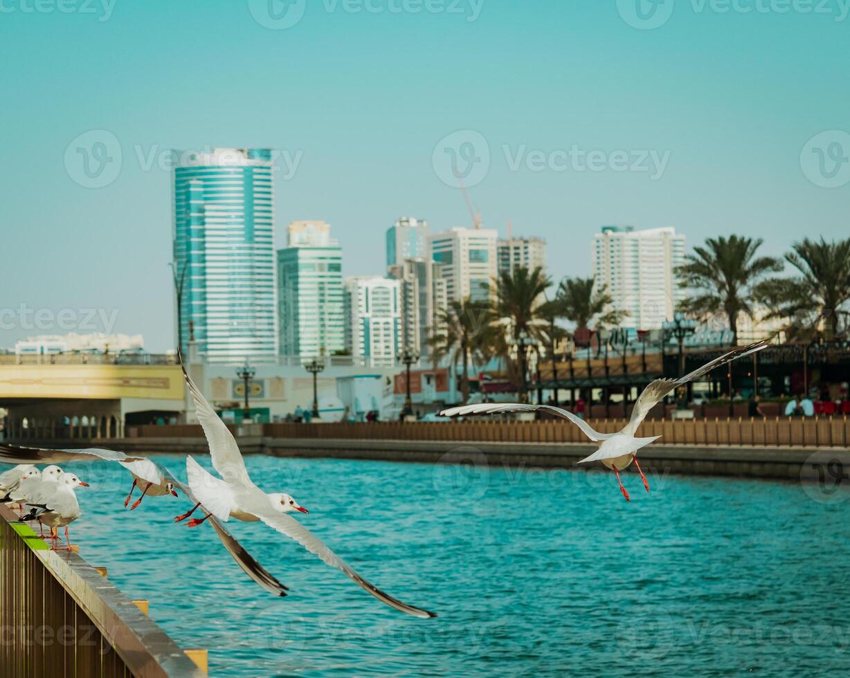 Seagulls in the city photo