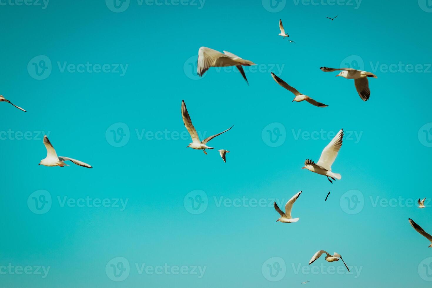 Seagulls in the city photo