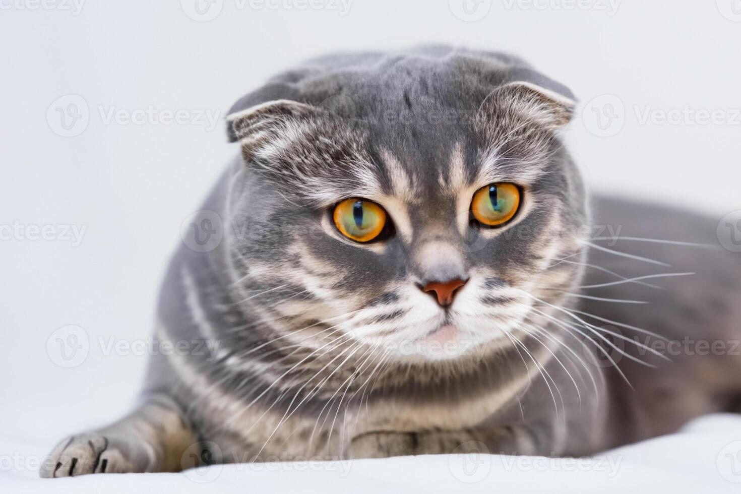 Embracing the Beauty of a Beautiful Cute Whiskered Charm Scottish Fold, Where Playful Elegance and Endearing Whiskers Combine in a Captivating Portrait of Feline Delight, Bringing Joy to Every Heart photo