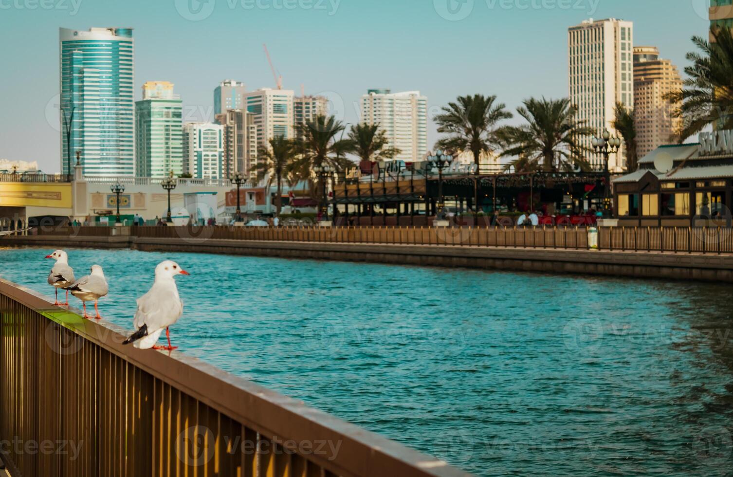 Seagulls in the city photo
