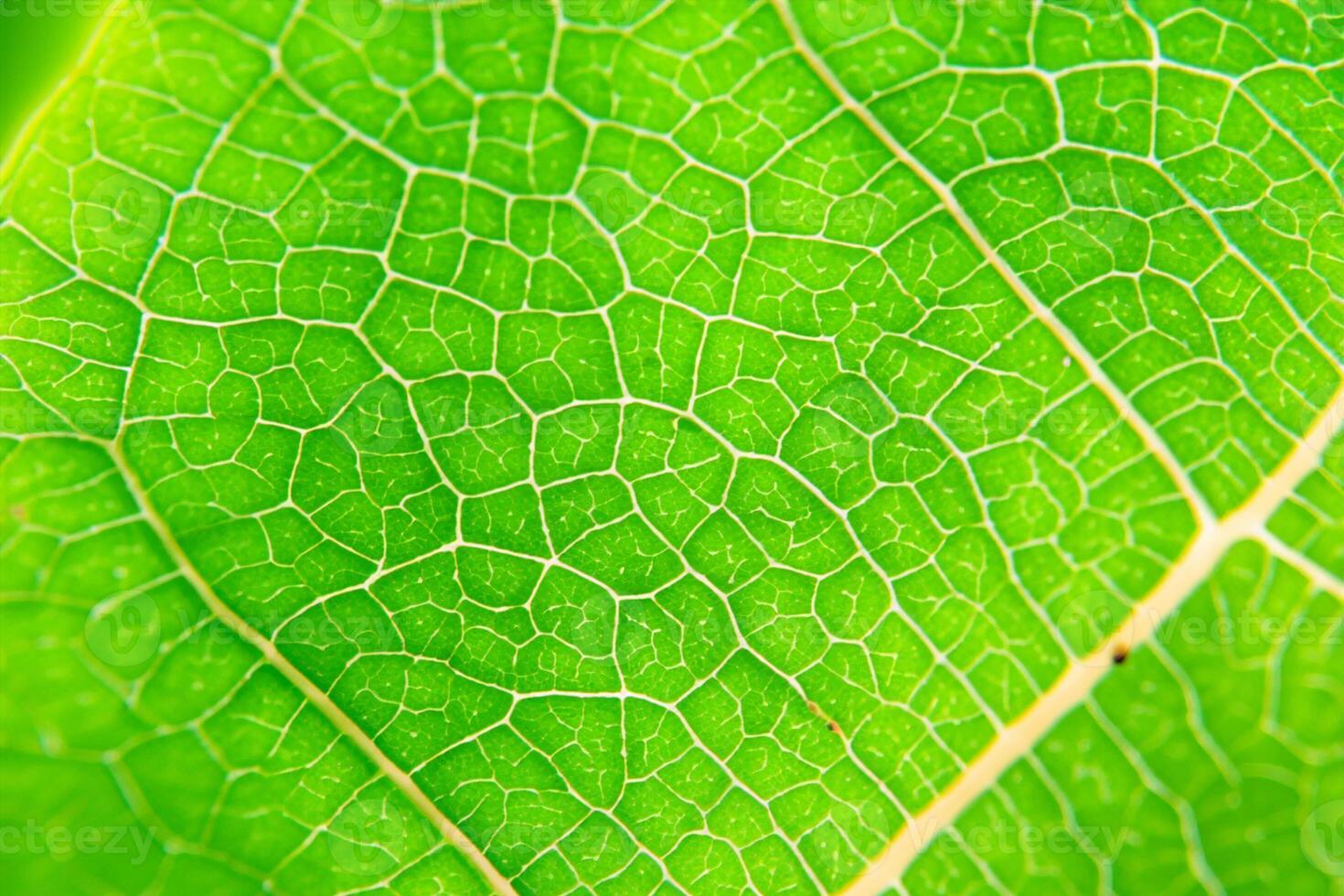 Exploring the Sublime Beauty of a Beautiful Macro Leaf, Where Intricate Veins and Vivid Textures Unfold, Creating an Enchanting Microcosm of Nature's Delicate Artistry photo
