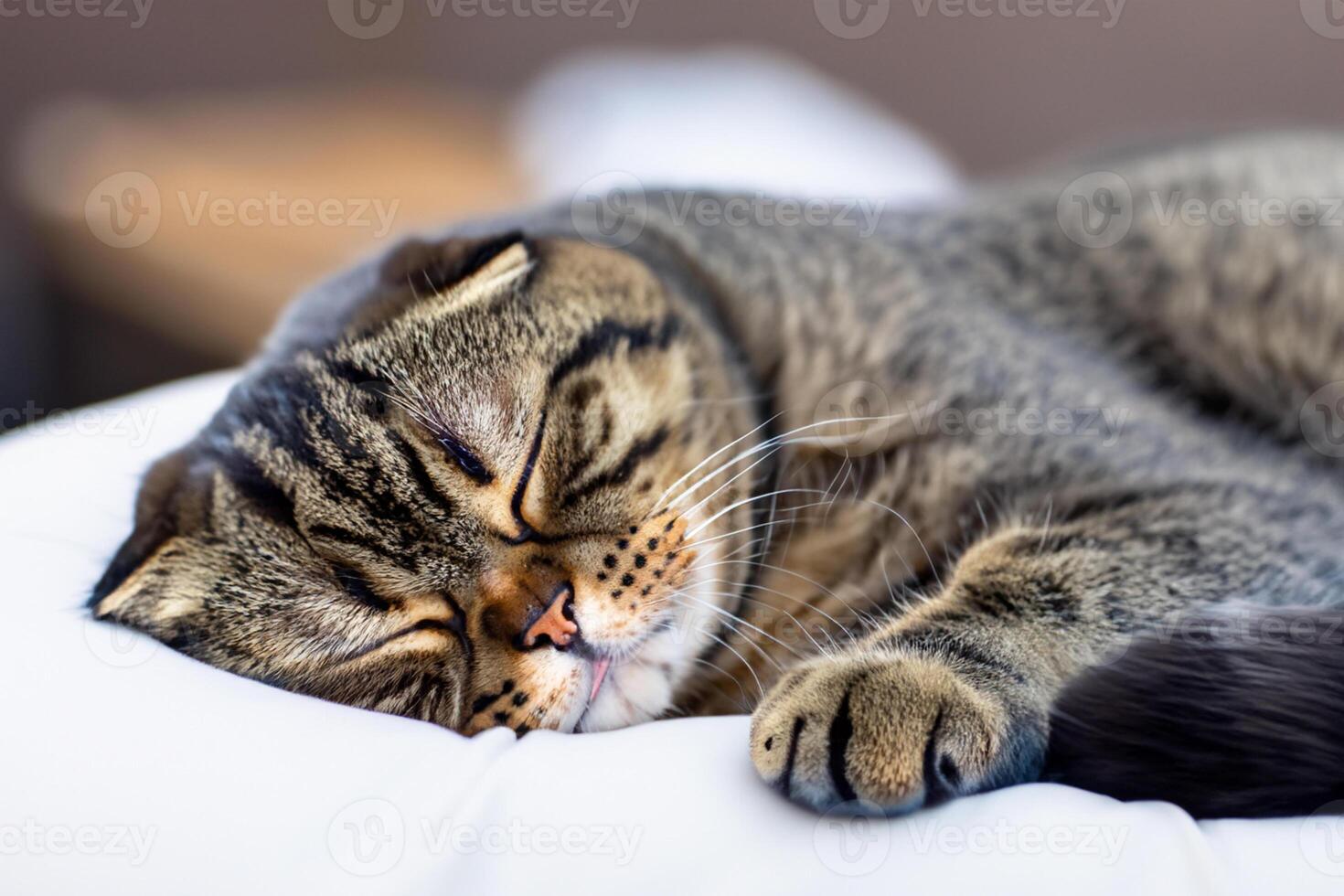 Embracing the Beauty of a Beautiful Cute Whiskered Charm Scottish Fold, Where Playful Elegance and Endearing Whiskers Combine in a Captivating Portrait of Feline Delight, Bringing Joy to Every Heart photo