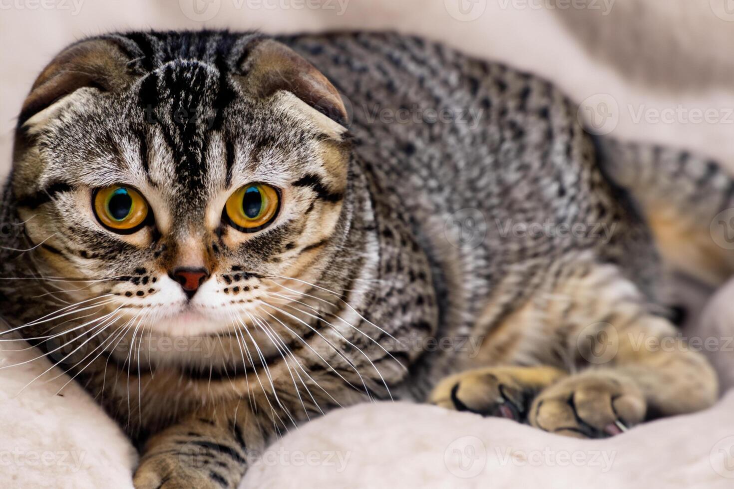 Exploring the Allure of a Beautiful Scottish Fold Cat, where Whiskered Elegance and Playful Charm Unite in a Mesmerizing Portrait of Cuddly Delight photo