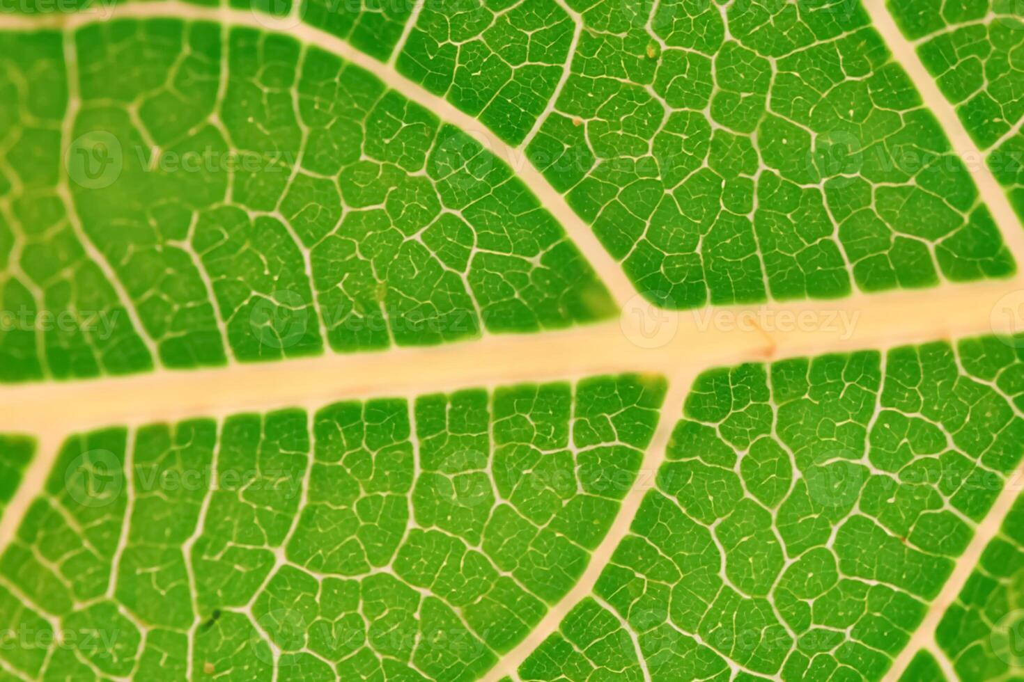 Unveiling Nature's Splendor in Every Delicate Vein, a Kaleidoscope of Beauty Adorns this Close-Up Elegance, where Greenery Becomes an Intricate Tapestry of Life photo