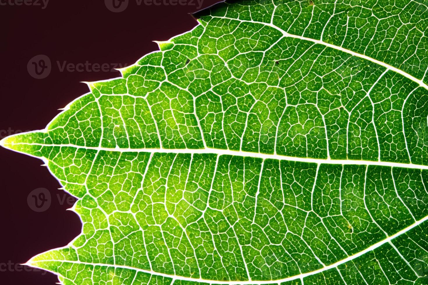 Unveiling Nature's Splendor in Every Delicate Vein, a Kaleidoscope of Beauty Adorns this Close-Up Elegance, where Greenery Becomes an Intricate Tapestry of Life photo