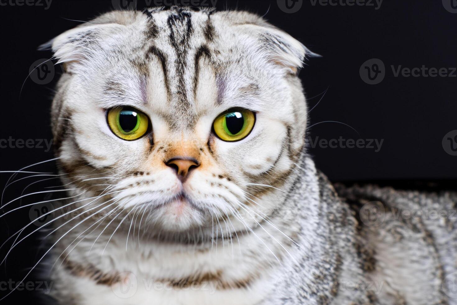 Exploring the Allure of a Beautiful Scottish Fold Cat, where Whiskered Elegance and Playful Charm Unite in a Mesmerizing Portrait of Cuddly Delight photo