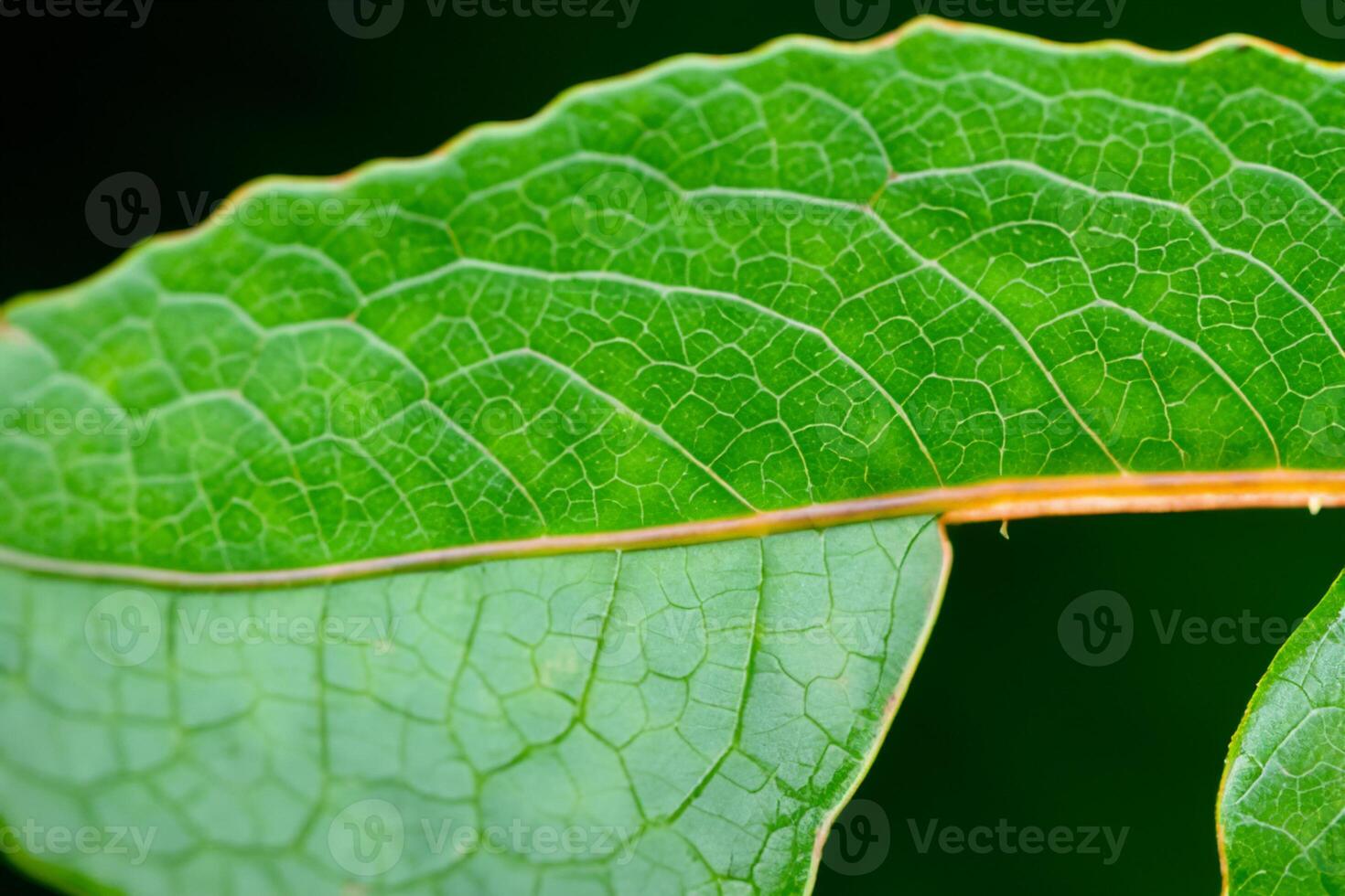 Exploring the Sublime Beauty of a Beautiful Macro Leaf, Where Intricate Veins and Vivid Textures Unfold, Creating an Enchanting Microcosm of Nature's Delicate Artistry photo