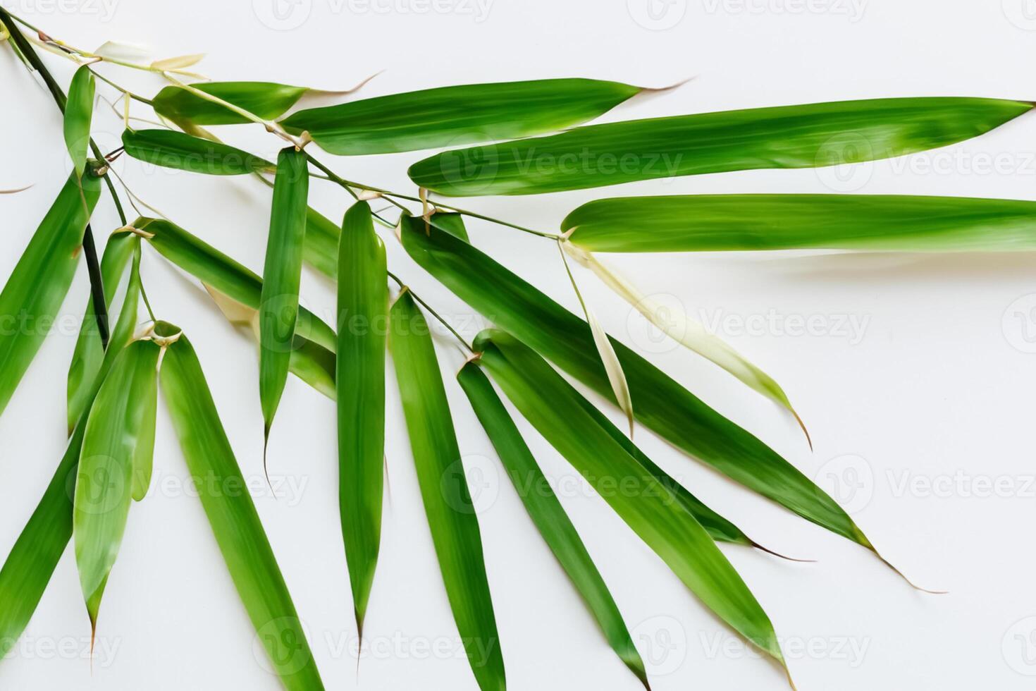 Embracing the Allure of Beautiful Bamboo Leaves, where Graceful Green Blades Dance in Harmonious Symphony, Creating a Tranquil Oasis of Nature's Poise and Timeless Beauty photo