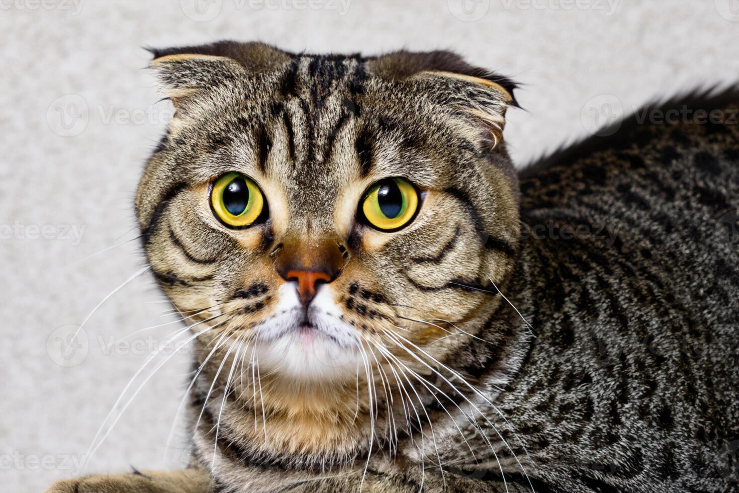 Exploring the Allure of a Beautiful Scottish Fold Cat, where Whiskered Elegance and Playful Charm Unite in a Mesmerizing Portrait of Cuddly Delight photo