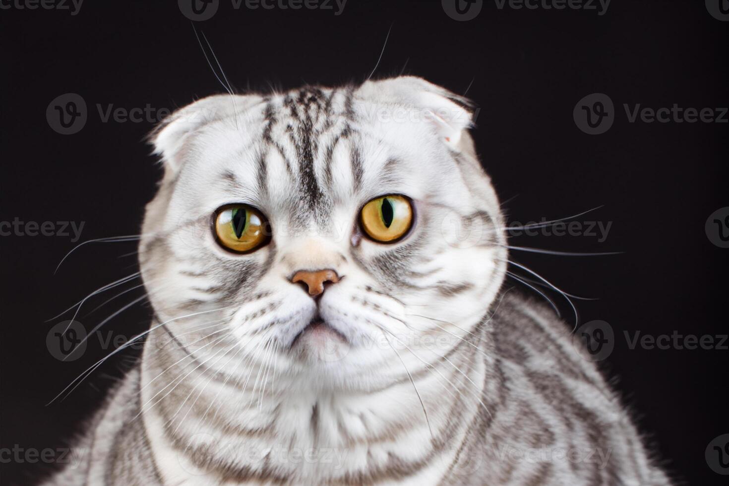 Embracing the Beauty of a Beautiful Cute Whiskered Charm Scottish Fold, Where Playful Elegance and Endearing Whiskers Combine in a Captivating Portrait of Feline Delight, Bringing Joy to Every Heart photo