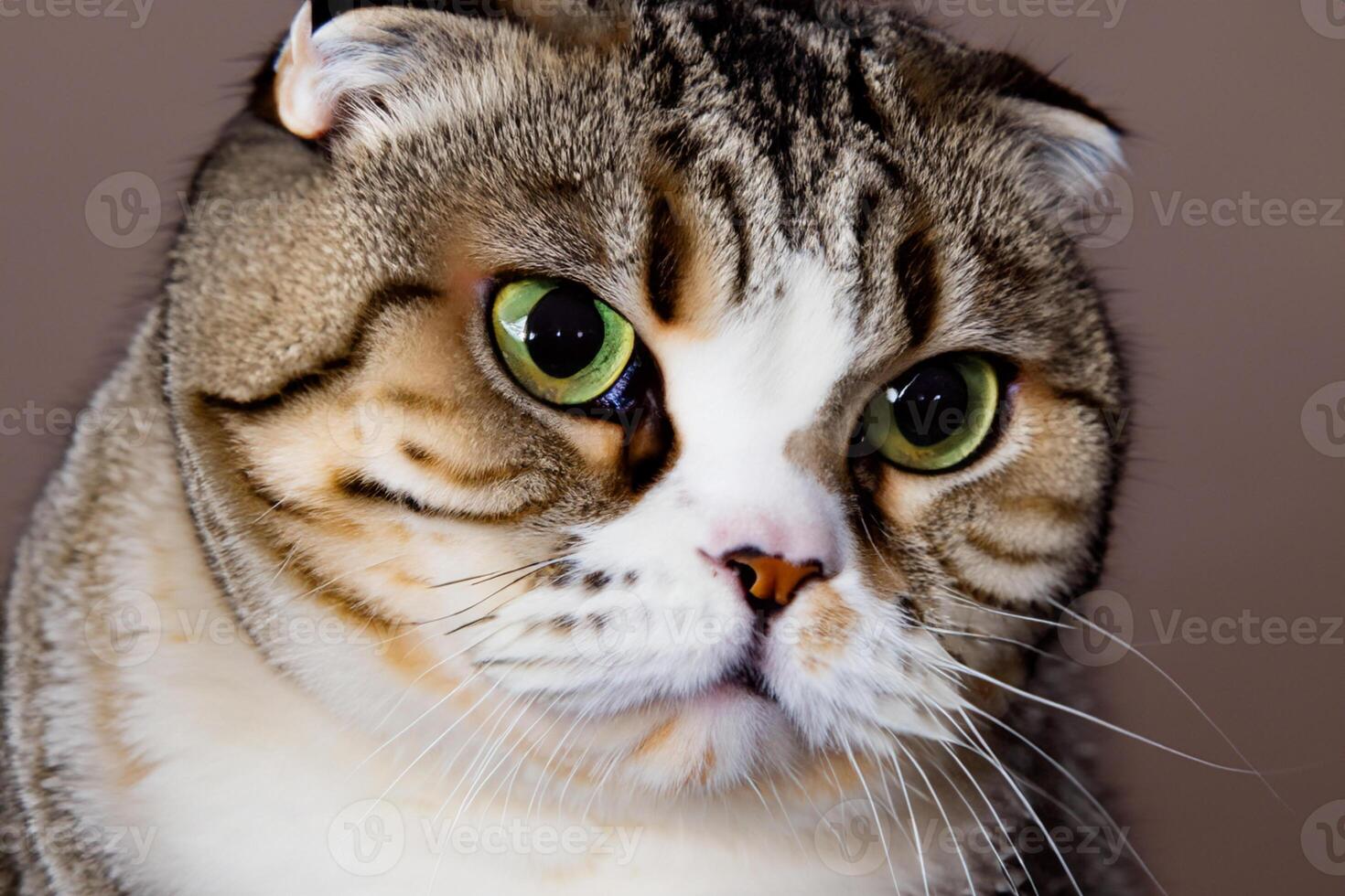 Exploring the Allure of a Beautiful Scottish Fold Cat, where Whiskered Elegance and Playful Charm Unite in a Mesmerizing Portrait of Cuddly Delight photo